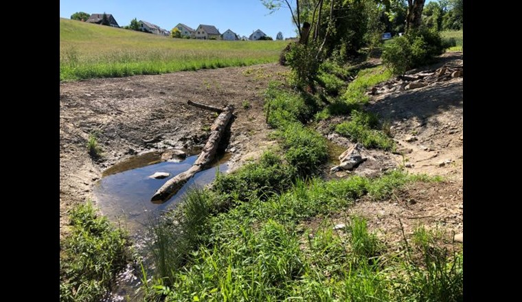 Auf den nährstoffarmen Abtragsflächen haben sich nach und nach im trockenen und wechselfeuchten Bereich artenreiche Wiesen- und Krautsaumgesellschaften gebildet. Letzteres schattiert das Gerinne fast vollständig.
Das Bild entstand kurz nach Bauvollendung. (© S. Winiger)