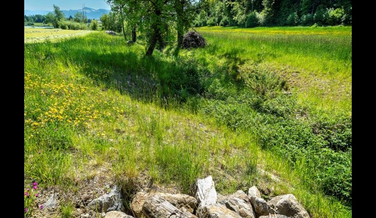 Zwei Jahre nach Bauvollendung: Der revitalisierte Neuguetbach in Bubikon nimmt seine ökologische Funktion wieder wahr. (© S. Winiger)