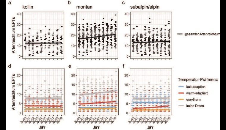 Fig. 3 Zeitliche Trends der EPT (Ephemeroptera, Plecoptera, Trichoptera) von 2010 bis 2019 im BDM-Programm.
(a–c) lokaler Artenreichtum aller EPT-Arten über die Zeit in der (a) kollinen, (b) montanen und (c) subalpinen und alpinen Höhenstufe.
(d–f) zeitliches Muster der EPT-Arten in den drei Höhenstufen, eingeteilt in ihre Temperatur-Nischen (kalt-adaptierte Arten: < 10 °C Wassertemperatur; warm-adaptierte Arten: ≥ 10 °C; eurytherme Arten: keine Temperatur-Präferenz. Verändert nach [4].