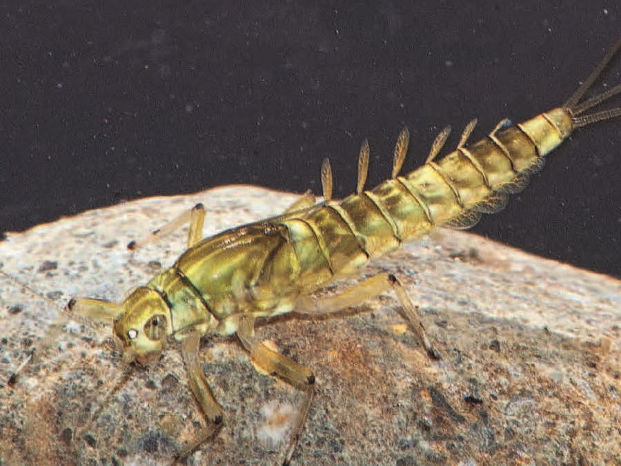 Zeitliche Trends von Makroinvertebraten -kantonale und nationale Monitoringdaten im Vergleich.  (© Verena Lubini)