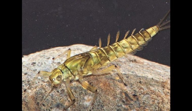 Zeitliche Trends von Makroinvertebraten -kantonale und nationale Monitoringdaten im Vergleich.  (© Verena Lubini)