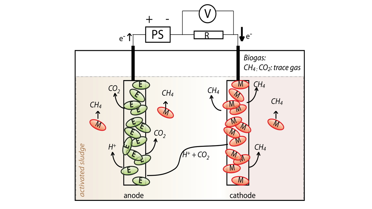 Funktionsschema der Mikrobiellen Elektrolysezelle: In den Klärschlamm werden zwei Elektroden eingeführt, zwischen denen durch Anlegen einer Spannung ein elektrisches Feld erzeugt wird. Der Buchstabe M steht für die Methan produzierenden Mikroorganismen, die sich an der Kathode anlagern. An der Anode befinden sich weitere Mikroorganismen, die Elektronen abgeben. Die Methanproduktion (Methanogenese) erfolgt über einen mehrstufigen chemischen Umwandlungsprozess, der noch nicht im Detail geklärt ist. (© BFE-Schlussbericht)