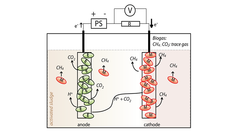 Funktionsschema der Mikrobiellen Elektrolysezelle: In den Klärschlamm werden zwei Elektroden eingeführt, zwischen denen durch Anlegen einer Spannung ein elektrisches Feld erzeugt wird. Der Buchstabe M steht für die Methan produzierenden Mikroorganismen, die sich an der Kathode anlagern. An der Anode befinden sich weitere Mikroorganismen, die Elektronen abgeben. Die Methanproduktion (Methanogenese) erfolgt über einen mehrstufigen chemischen Umwandlungsprozess, der noch nicht im Detail geklärt ist. (© BFE-Schlussbericht)