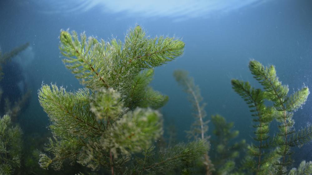 Wasserpflanzen sind wichtig, um die Methanemissionen aus Gewässern zu reduzieren. (Bild: ©Solvin Zankl)