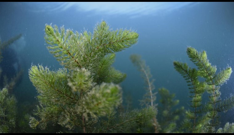 Wasserpflanzen sind wichtig, um die Methanemissionen aus Gewässern zu reduzieren. (Bild: ©Solvin Zankl)