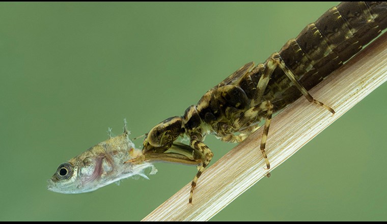 Aquatisches Nahrungsnetz: Libellen-Nymphe (Epiprocta-Art) frisst einen dreistachligen Stichling (Gasterosteus aculeatus). (Bild: ©Ernie Cooper, Shutterstock)