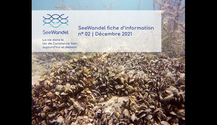 En un temps record, la nouvelle moule quagga exotique a colonisé le lac de Constance et a fait reculer la moule zébrée exotique. (Image: © seewandel.org)