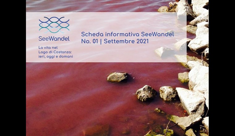 Nel 2016, per la prima volta, si è verificata una proliferazione di massa dell'alga rossa (Planktothrix rubescens) nel Lago di Costanza. (Immagine: ©seewandel.org)