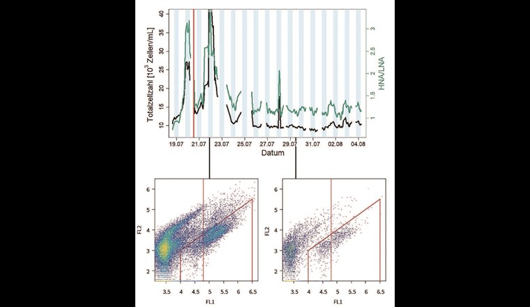 Fig. 8 Oben: Zeitlicher Verlauf der TZZ und des Verhältnisses HNA/LNA an der Online-Messstation (Punkt H in Figur 7). Das Lager fand vom 23. Juli bis 6. August 2022 statt. Die Online-Messstation analysierte bei Lagerbeginn Wasser aus dem Netz Ulrichen, später aus dem Netz Münster. Die Aufteilung des Teilnetzes Ulrichen ist mit einer roten Linie in der oberen Grafik gekennzeichnet.
Unten: Die beiden Dotplots illustrieren den Unterschied zwischen niedrigem und hohem Wasserverbrauch zum Zeitpunkt vor respektive nach Ankunft der Teilnehmenden.