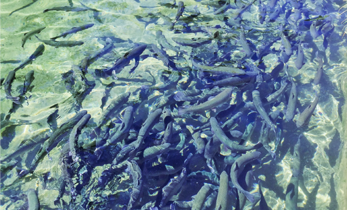 Foto: © Marcel Zürcher