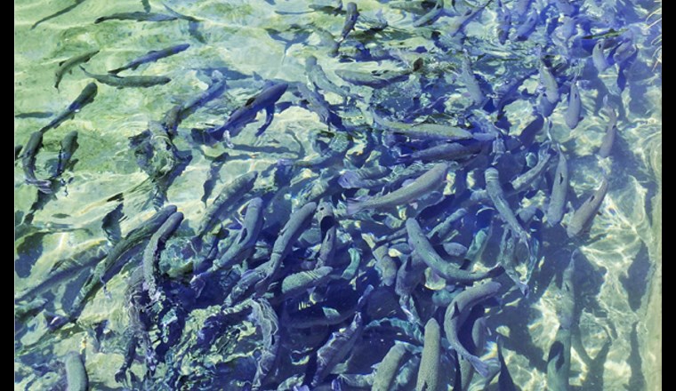 Foto: © Marcel Zürcher