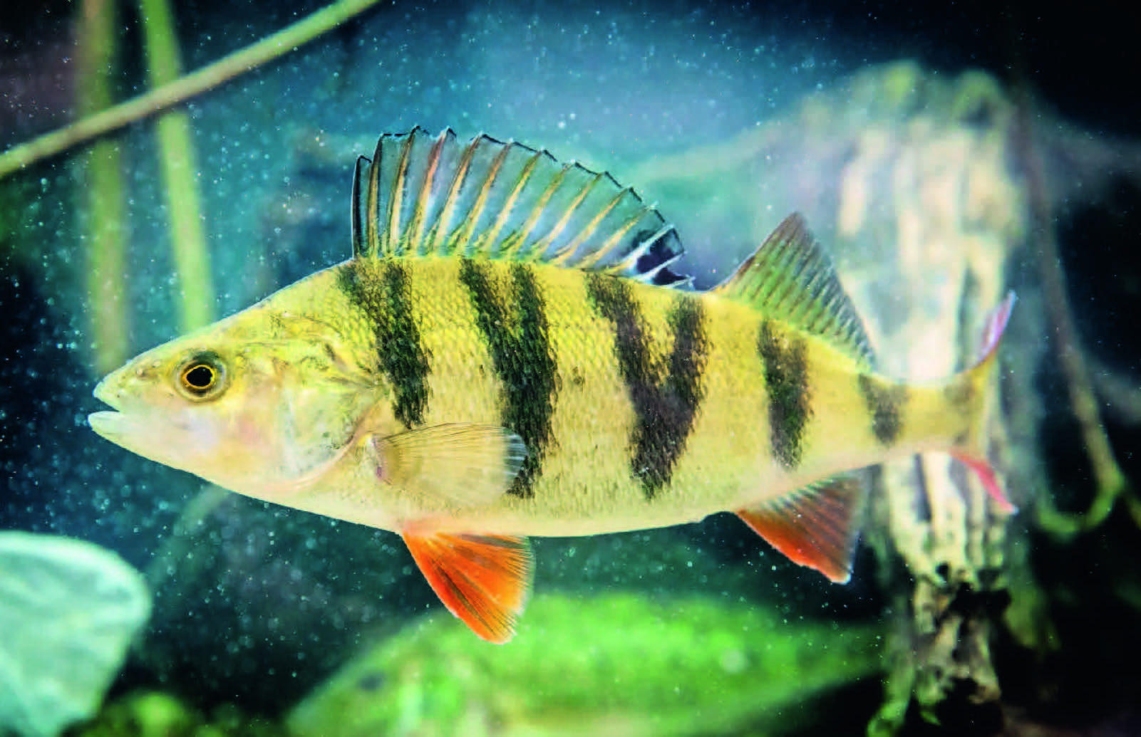 Fisch des Jahres 2023: In Deutschland hat der Flussbarsch das Rennen gemacht. (© DAFV, O. Lindner)