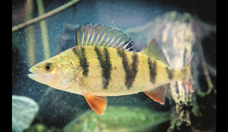 Fisch des Jahres 2023: In Deutschland hat der Flussbarsch das Rennen gemacht. (© DAFV, O. Lindner)