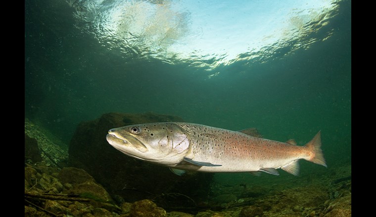 Der Huchen, auch Donaulachs genannt, ist Fisch des Jahres 2023 in Österreich. (© AdobeStock)
