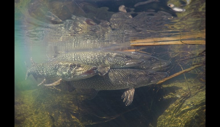 Hecht – Fisch des Jahres 2023. (© Matthias Meyer)