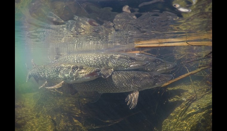 Il Luccio: Pesce dell'anno 2023 (Immagine: © Matthias Meyer)