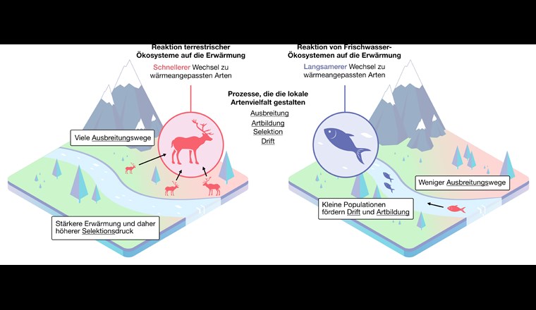 Der neue integrative Ansatz deutet darauf hin, dass terrestrische Ökosysteme stärker als aquatische Ökosysteme von der Klimaerwärmung betroffen sind. (Bild: ©Eawag)