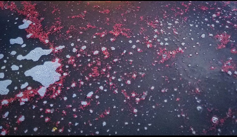 Schlammpartikel mit den typisch roten Anammox-Bakterien in der Kläranlage Mohnheim am Rhein (DE) (Bild: ©Adriano Joss, Eawag)