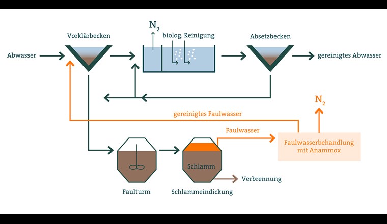 Das Anammox-Verfahren wird in einigen Kläranlagen eingesetzt, um die hohen Stickstoffgehalte im Faulwasser zu entfernen. Im Haupt-Reinigungsprozess wird in der biologischen Reinigungsstufe nach wie vor das herkömmliche Verfahren zur Stickstoff-Entfernung eingesetzt (Bild: ©Eawag)