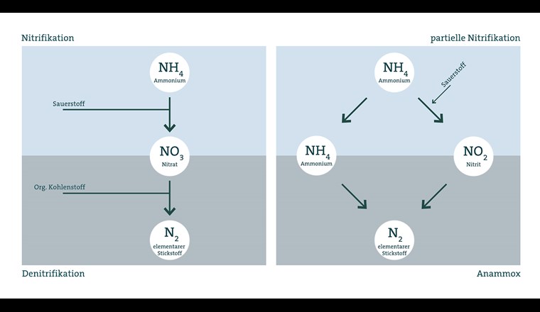 Die beiden Verfahren zur Stickstoffentfernung in Kläranlagen: Links das konventionelle Verfahren mit Bakterien, die Sauerstoff benötigen. Rechts das neue Anammox-Verfahren; dabei wird zuerst einen Teil des Ammoniums mit Sauerstoff zu Nitrit umgewandelt, dann wandeln Anammox-Bakterien das restliche Ammonium mit dem gebildeten Nitrit ohne Sauerstoff zu elementarem Stickstoff um, der in die Luft entweichen kann. (Bild: ©Eawag)