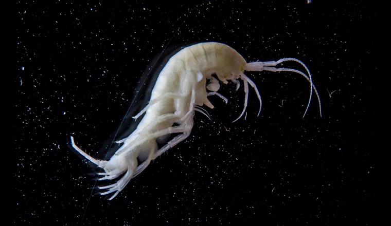 Flohkrebse (Amphipoden) sind häufige Bewohner des Grundwassers. Da sie in einem dunklen Lebensraum leben, besitzen sind keine Pigmente. (Foto: ©Eawag)