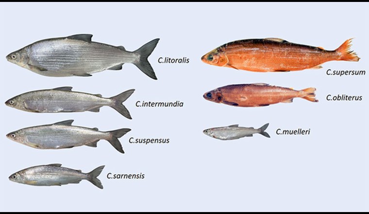 Diese sieben Felchen wurden erstmals als eigene Arten beschrieben, darunter das «Albeli» aus dem Vierwaldstättersee, das neu den Namen Coregonus muelleri trägt als Erinnerung an den Felchen-Experten Rudolf Müller. (Bild: ©Eawag)