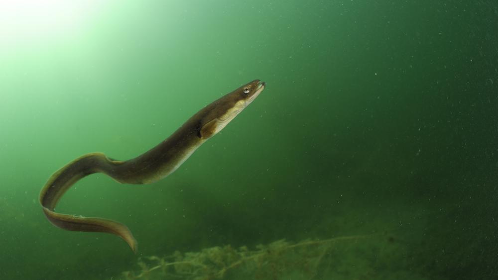 Aal im Stechlinsee. Die Artenvielfalt in Binnengewässern ist für uns Menschen in vielerlei Hinsicht wichtig. (Bild: ©Solvin Zankl)