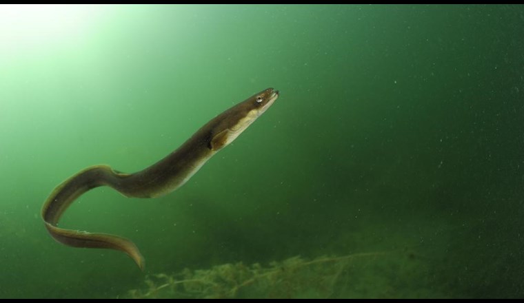 Aal im Stechlinsee. Die Artenvielfalt in Binnengewässern ist für uns Menschen in vielerlei Hinsicht wichtig. (Bild: ©Solvin Zankl)