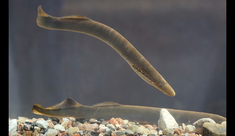 Das Flussneunauge (Lampetra fluviatilis) gehört zu den Rundmäulern. Die Art ist in der Schweiz ausgestorben. (Bild: ©Wikimedia / Tiit Hunt / CC BY-SA 3.0)
