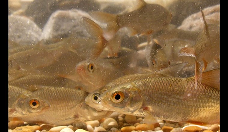 Das Rotauge (Rutilus rutilus) stellt weniger spezifische Anforderungen an seinen Lebensraum als andere Fischarten. Es gilt in der Schweiz als «nicht gefährdet». (Bild: ©Jakob Brodersen, Eawag)