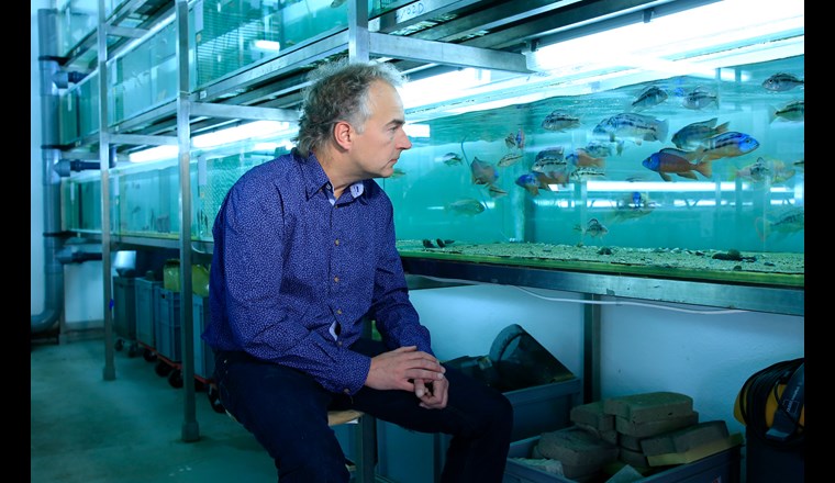 Prof. Ole Seehausen, hier im Bild mit afrikanischen Buntbarschen.
(Bild: ©Guido Pasquino)
