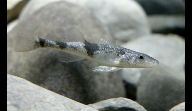 Der Apron (Zingel asper), auch bekannt als Rhonestreber oder «Roi du Doubs», ist vom Aussterben bedroht. Die Art kommt in der Schweiz ausschliesslich im Doubs vor.
(Bild: ©Aquatis)
