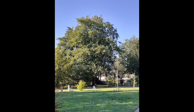 Die Stadt Genf verfolgt eine ehrgeizige Politik zur Begrünung, das Pflanzen von Bäumen ist dabei eine wichtige Massnahme. Bild: Silvia Oppliger/VSA.