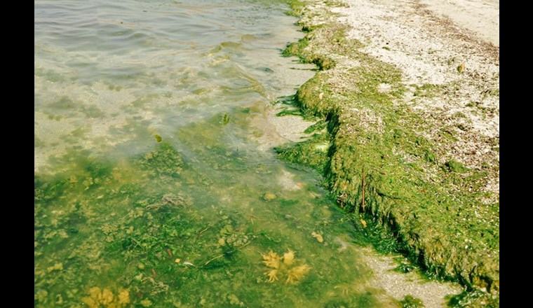 Der Bundesrat hat am 5. April 2023 das Verhandlungsmandat der Schweizer Delegation verabschiedet. Sie wird sich dafür einsetzen, dass weitere Chemikalien in die Übereinkommen aufgenommen und damit meldepflichtig, eingeschränkt oder verboten werden. (Bild: ©adobestock)