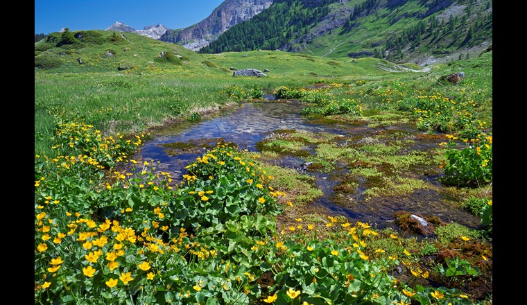 Kleinflächige Quelllebensräume – hier bei Kandersteg (BE) – stehen unter Druck. (© BAFU, Jan Ryser)