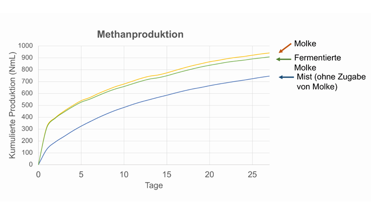 Elisa Nota (HEIG-VD) hat in einer Studie gezeigt, dass sich der Energieertrag (Methanproduktion) in einem Biogasreaktor erhöhen lässt, wenn man dem Gärsubstrat Mist (fermentierte oder nicht fermentierte) Molke beimischt, die in Käsereien als Abfall entsteht. (Bild: © Elisa Nota)
