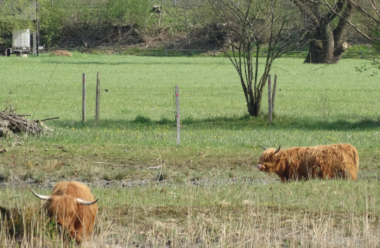 Die vernässten Flächen können auch weiterhin genutzt werden können, zum Beispiel durch Schottische Hochlandrinder (Foto) oder Wasserbüffel. Foto: P. Sicher/VSA