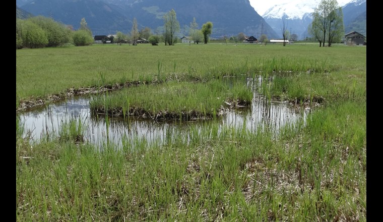 Feuchtgebiete wie hier das Reussdelta sind Hot Spots der Biodiversität. 
Foto: P. Sicher/VSA.