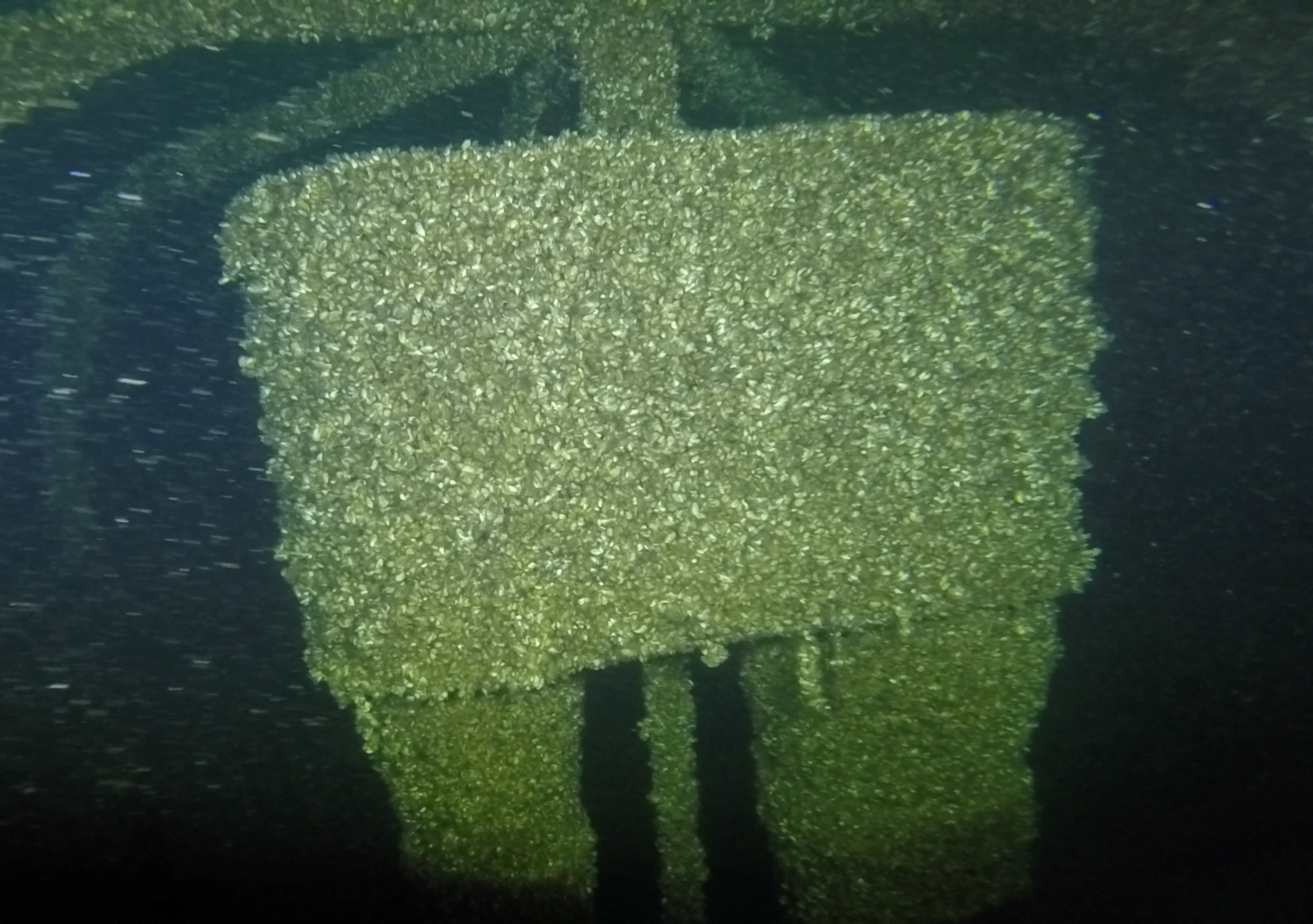 Die Besiedlung des Sees durch die Quagga-Muschel, die erstmals 2015 im Genfersee festgestellt wurde, hat sich erst seit kurzem auf die Wasserentnahmevorrichtungen des SITSE-Sees ausgewirkt. Im Bild: Saules-Sieb bei der Inspektion im Juli 2022.