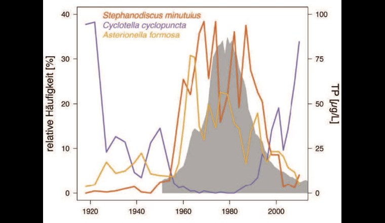 Entwicklung der relativen Häufigkeit von drei Diatomeenarten (Stephanodiscus minutulus, Asterionella formosa und Cyclotella cyclopuncta) und der Gesamtphosphor-Konzentration (TP, graue Fläche) während der Eutrophierung und Re-Oligotrophierung des Bodensees. Daten aus [7].