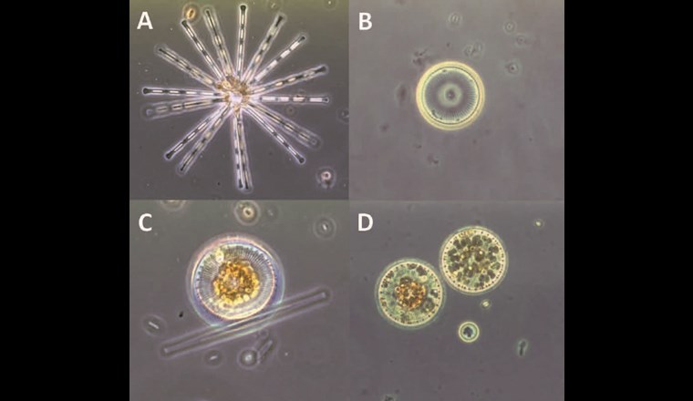 Kieselalgen aus dem Bodensee: A Asterionella formosa (Koloniedurchmesser 200 µm); B Cyclotella bodanica (Zelldurchmesser ~25 µm); C Stephanodiscus sp. (Zelldurchmesser ~30 µm); D Stephanodiscus neoastraea (Zelldurchmesser ~50 µm). (© Pia Mahler, Universität Konstanz)