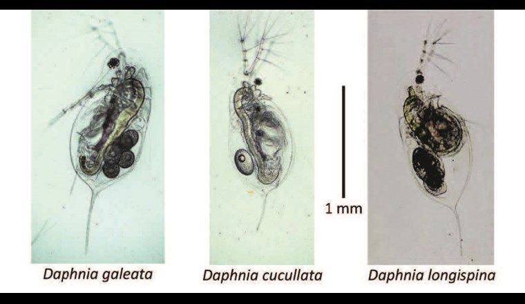 Die drei Wasserfloharten (Daphnia), die im Bodensee vorkommen. (© Piet Spaak, Eawag)