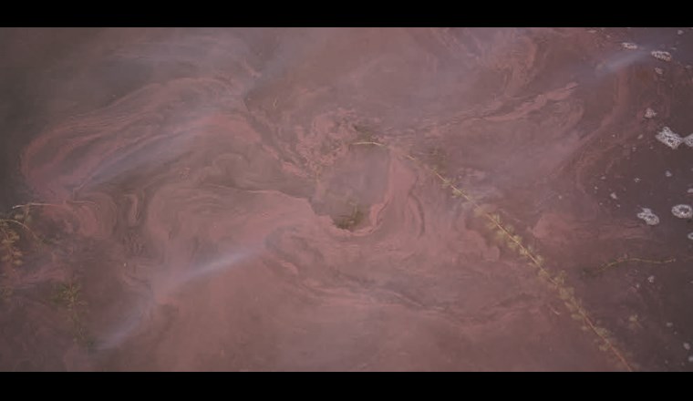 Extremwetterereignisse können kurzfristige und unerwartete Nährstoffeinträge nach sich ziehen, die wiederum kaum vorhersagbare Massenentwicklungen wie die von z. B. Burgunderblutalgen begünstigen. (© AdobeStock)