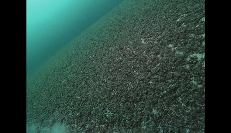 Der Vergleich mit nordamerikanischen Seen zeigt, dass sich auch unsere voralpinen Seen grundlegend verändern könnten. (Titelbild: Genfersee; © Eawag BIS)