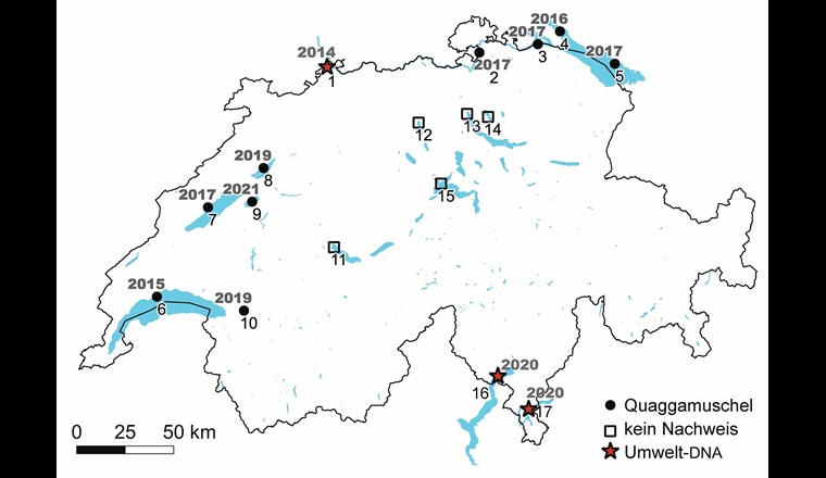 Fig. 1 Aktuelle bestätigte Verbreitung der Quaggamuschel in Schweizer Seen (gefüllte Punkte) und Seen, in denen keine Quaggamuscheln gefunden wurden (leere Quadrate). Die Jahreszahlen neben den Symbolen geben das Jahr der Erstentdeckung an. Seen ohne Symbole wurden nicht beprobt (Karte: Bundesamt für Landestopografie). Die Zahlen bezeichnen die Seen und die Probenahmestellen: 1: Rhein, Basel; 2: Rhein, Rheinau; 3: Unterer Bodensee, Stein am Rhein; 4: Überlinger See, Wallhausen; 5: Oberer Bodensee, Langenargen; 6: Genfersee; 7: Neuenburgersee; 8: Bielersee; 9: Murtensee; 10: Lac Hongrin; 11: Thunersee; 12: Hallwilersee; 13: Zürichsee, Limmat; 14: Greifensee; 15: Vierwaldstättersee; 16: Lago Maggiore; 17: Luganer See (überarbeitet von [4]).