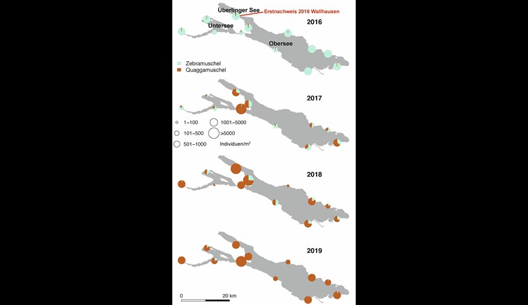 Fig. 2 Quantitative Schätzungen der relativen Häufigkeit von Quagga- (braun) und Zebramuscheln (grün) im Bodensee. Die Grösse der Tortendiagramme gibt die Anzahl der Muscheln an, die pro Quadratmeter an jeder Probenahmestelle gefunden wurden (aus: [4]).