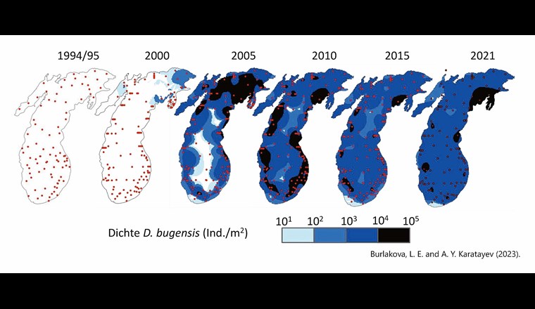 Fig. 3 Dichte (Anzahl pro m2) von Quaggamuscheln im Michigansee auf der Grundlage von seeweiten Erhebungen in den Jahren 1994/1995, 2000, 2005, 2010, 2015 und 2021. Kleine rote Punkte zeigen die Standorte der Probenahmestellen an (aus: [12]).