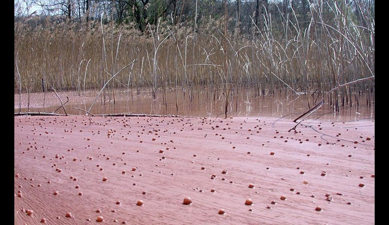 Blüte der Burgunderblutalge, hier auf dem Hallwilersee. (Bild: ©Eawag, Sabine Flury)