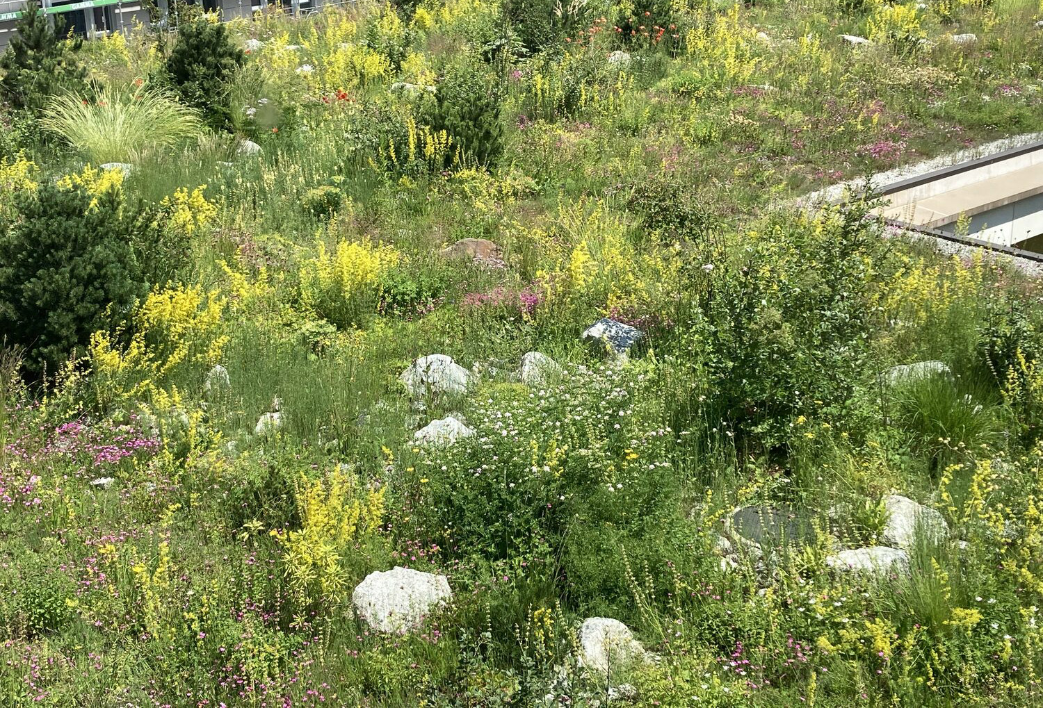 Biodiversität auf Dachterasse des Kantonsspital Uri.
Foto Paul Sicher/VSA