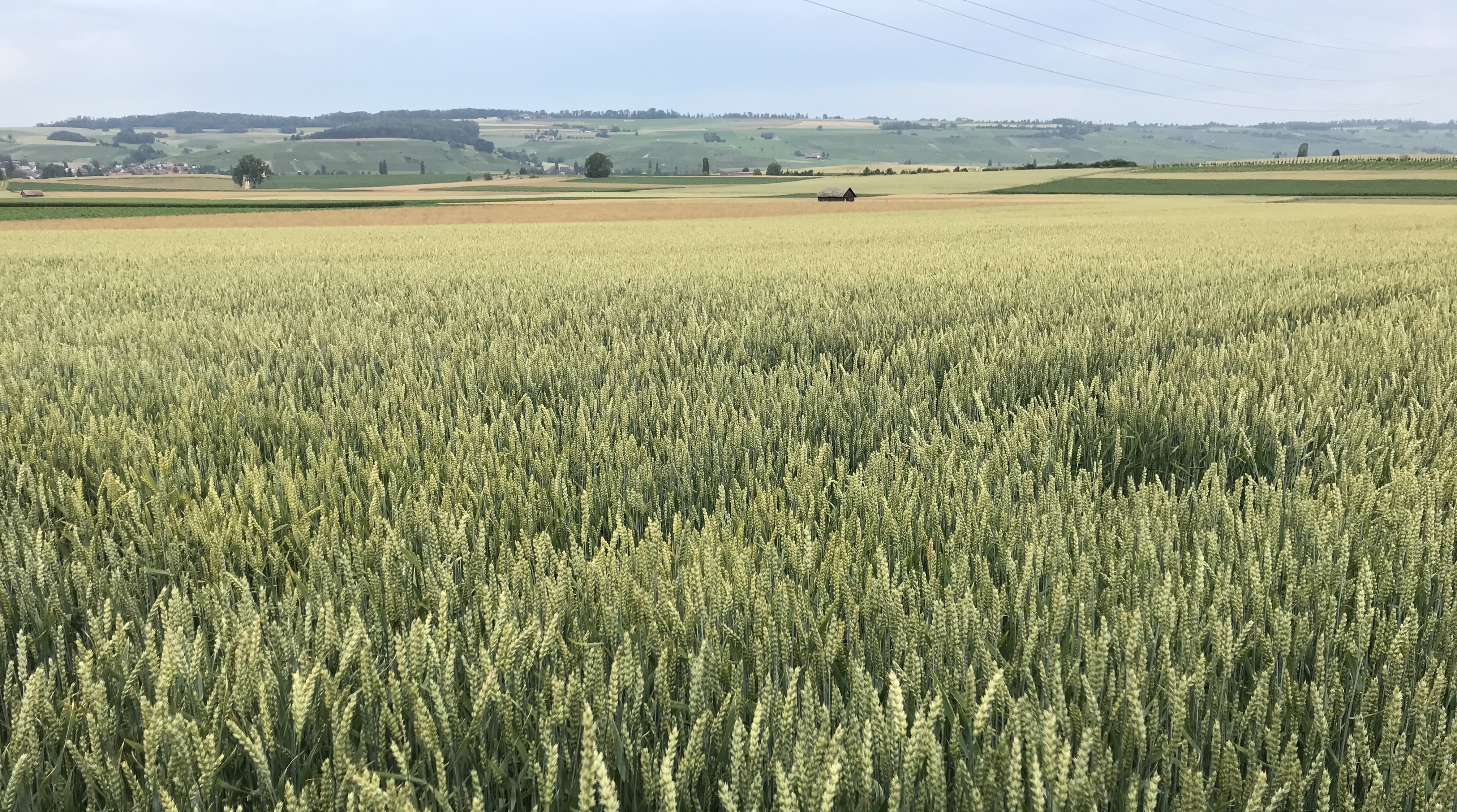 Grundwasser für die Landwirtschaft
als Anpassung an den Klimawandel
